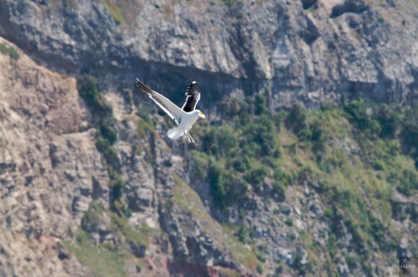 New Zealand 09 10  192